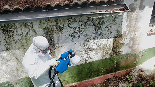 Top rated local Basement Mold Removal specialists in Portland, TN